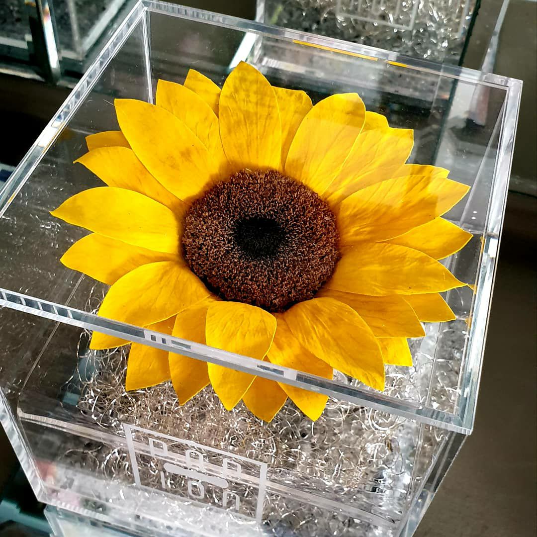 Sunflower Plexiglass - Girasole gigante stabilizzato - PAPION®